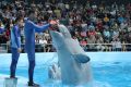 Dubai Dolphinarium