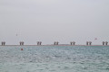 Palm Jebel Ali