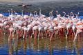 Ras Al Khor Wildlife Sanctuary