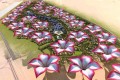 Desert Rose City